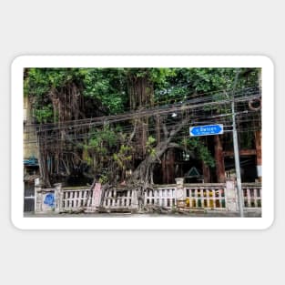 Bangkok Urban Jungle Photograph Sticker